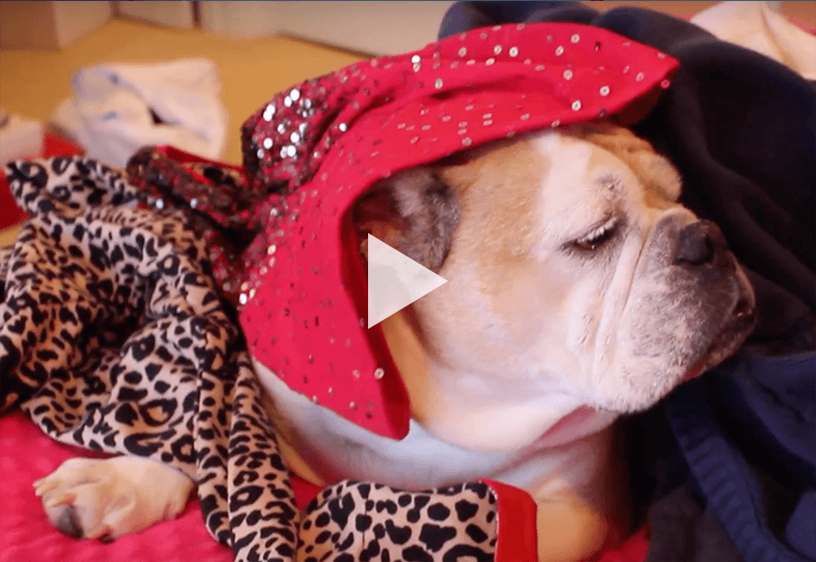 a dog with clothes over it